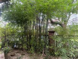 Henry Park (D10), Detached #498599061